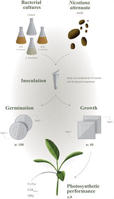 Diving Into Reef Ecosystems for Land-Agriculture Solutions: Coral Microbiota Can Alleviate Salt Stress During Germination and Photosynthesis in <mark class="highlighted">Terrestrial Plants</mark>